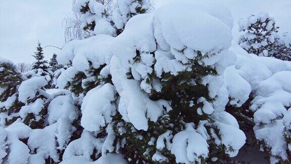 雪躺在云杉树枝特写