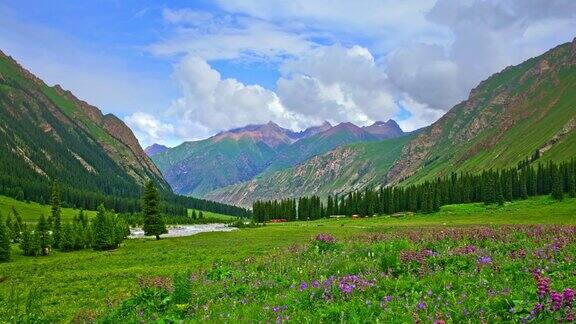 新疆有美丽的山花自然景观