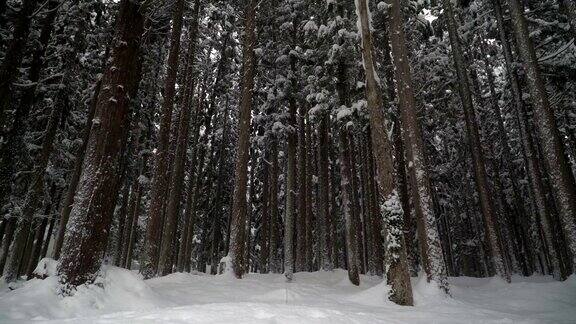 低角度平摄:白川村被雪覆盖的松林树干