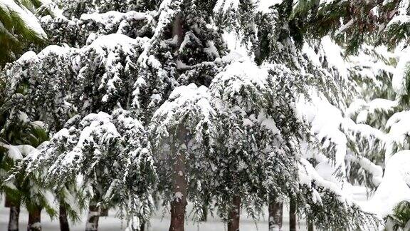 雪和松树