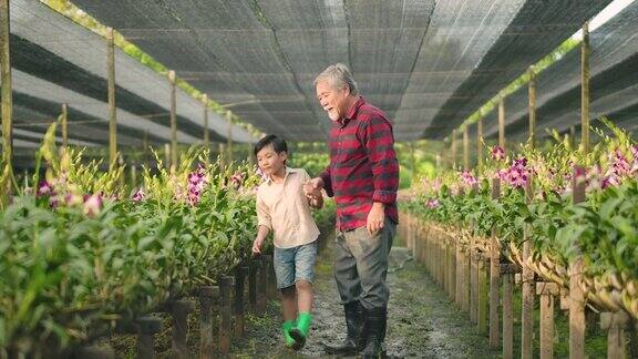 祖父母和孙子在兰花农场工作收获人与养花理念