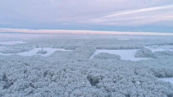 斯洛文尼亚普雷克穆里耶田园诗般的白雪覆盖的树梢和乡村景观