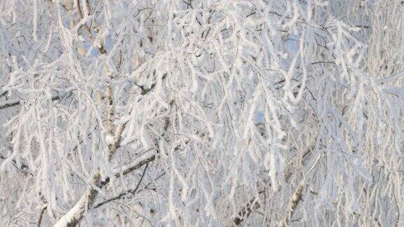 在寒冷的日子里桦树的树枝上覆盖着一层厚厚的霜