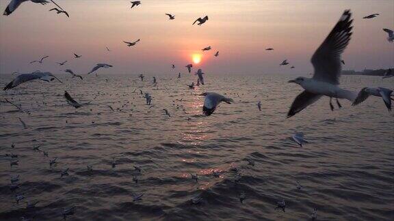 慢镜头海鸥和日落