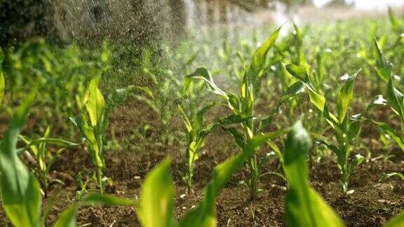 SLOMO玉米在阳光充足的地里被喷洒
