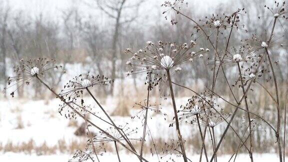 田野上下着大雪草地干枯冬季自然背景