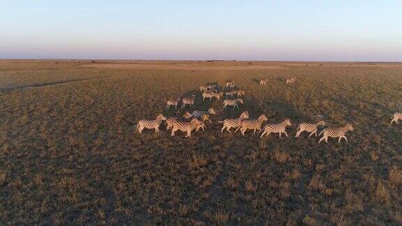 高鸟瞰图的4x4旅游safari汽车通过草原在博茨瓦纳