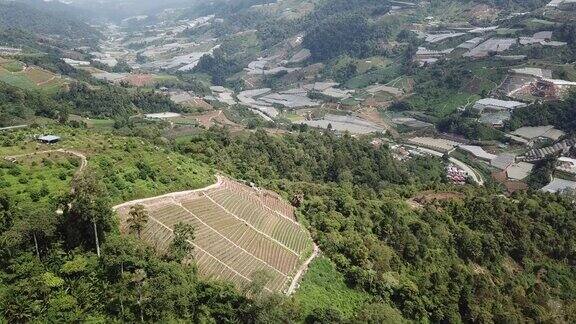 无人机直接俯瞰卡梅隆高地梯田种植园农场