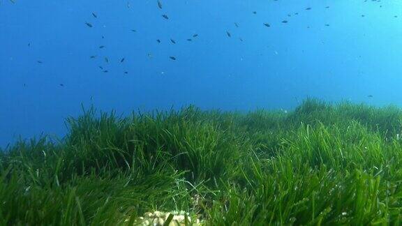 水下景观-海苔在浅水海底