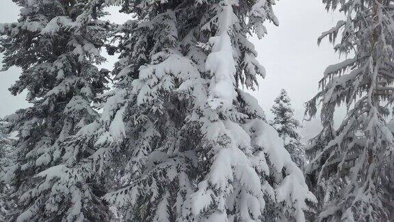 被雪覆盖的树木鸟瞰图