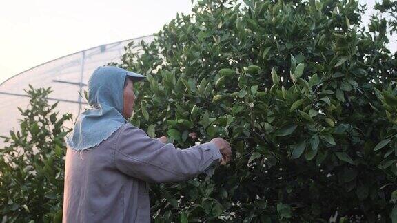 庭园设计师修剪橘子树枝与手剪刀切割工具在春天