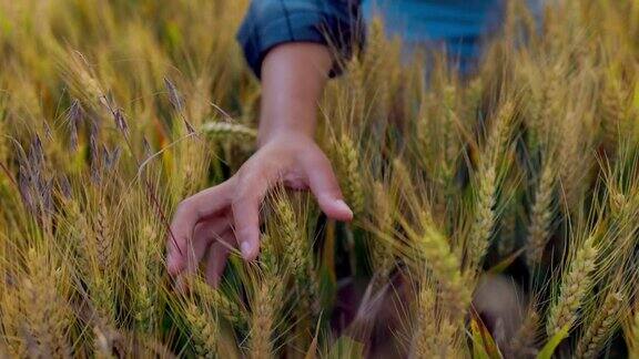 一位农场女工抚摸着绿色的麦穗