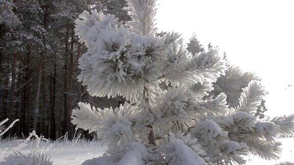 雪中的冬日森林