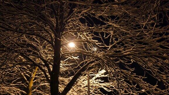 白雪覆盖的树木和路灯