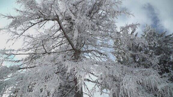 冰冻的树与冰雪