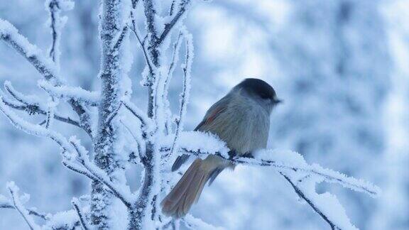 在Kuusamo附近寒冷的日子里西伯利亚松鸦在结霜的树枝上休息飞离