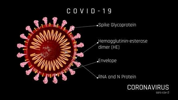 冠状病毒、新冠病毒的结构
