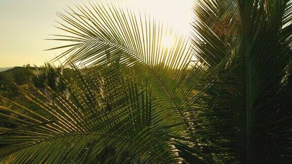 椰叶在风中伴着傍晚的阳光闪耀