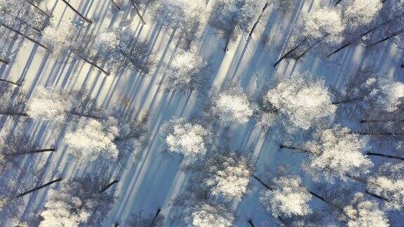 被雪覆盖的森林的实时航拍图像