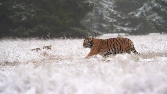 老虎走在森林附近冰冻的草地上另一只老虎躲在高高的草丛后面
