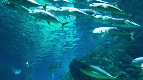水族馆内有鱼类和珊瑚色彩斑斓的热带鱼类