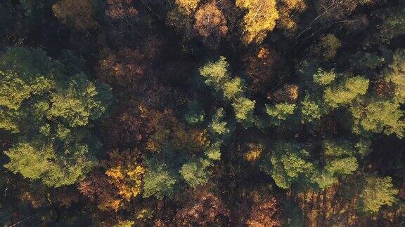 秋季森林鸟瞰图