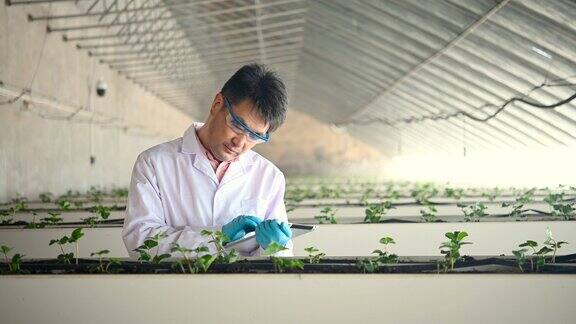 RT亚洲男性农业技术人员在温室工作