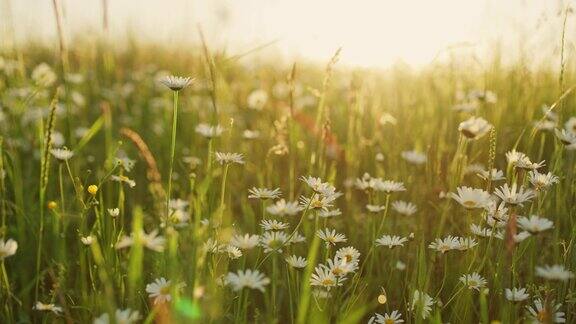 在阳光明媚的草地上田园诗般的、宁静的雏菊野花