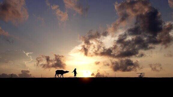 清晨农民走在他们的水牛前面的剪影场景