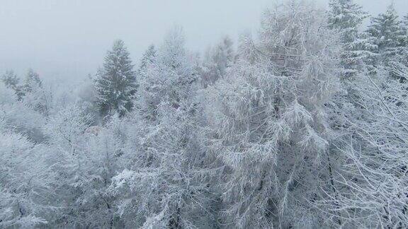 FPV无人机:在一个多云的冬天降雪后被雪覆盖的森林树梢
