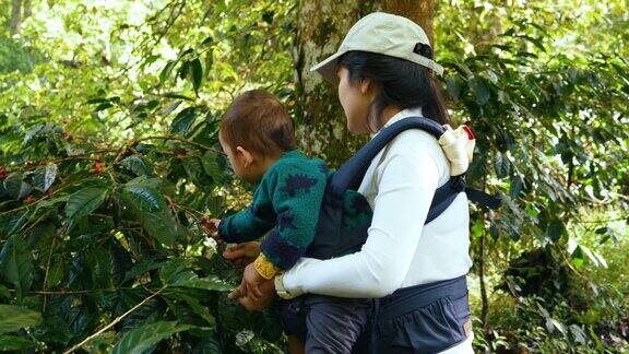 母亲抱着婴儿咖啡农轻轻地从他的农场的咖啡树上采摘成熟的咖啡樱桃