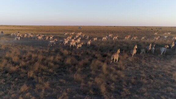 在博茨瓦纳的Makgadikgadi草原上一辆4x4旅游游猎车在空中平移斑马的迁徙