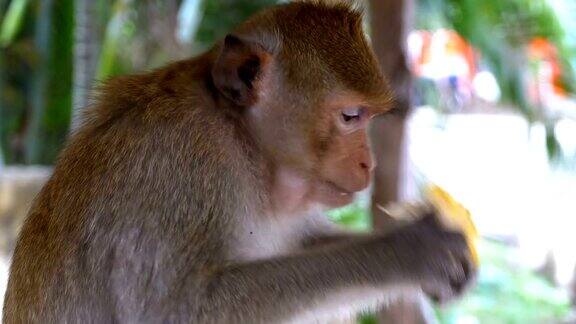 猴子在丛林里吃玉米泰国