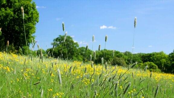风吹着草地上长着种子头的草