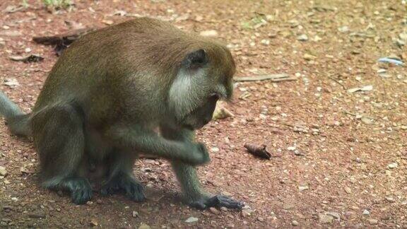 野生长尾猕猴在泰国地面上觅食大米