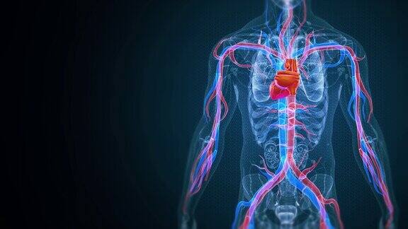 人的心脏有血管
