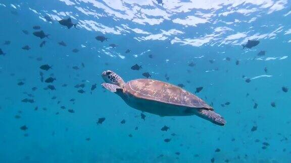 绿海龟(Cheloniamydas)游泳