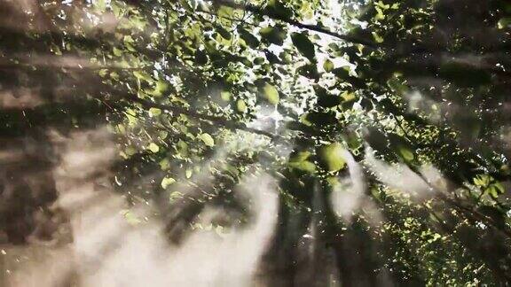 阳光透过森林中的树木