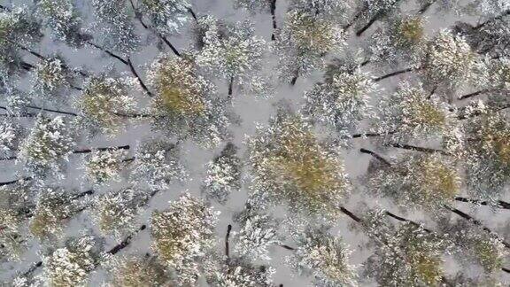 垂直视频鸟瞰图冬季冻结的松树林顶部的树木在霜冻的天气