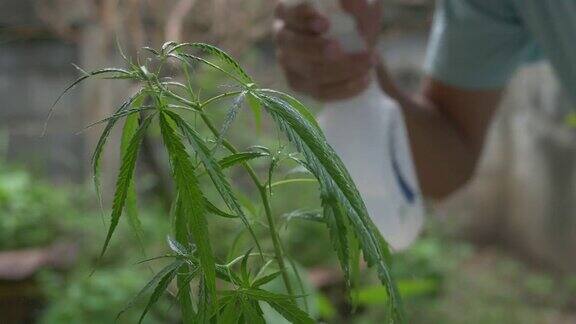 小大麻植物在花园里