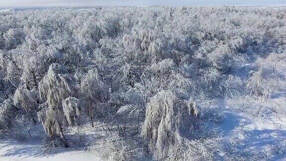 白雪覆盖的森林