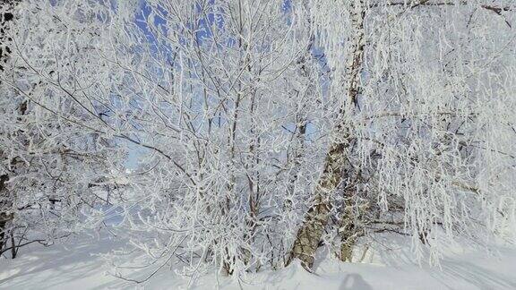 白桦树的树枝在冬天下雪4k视频背景与广角光学