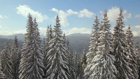 鸟瞰图高大的松树覆盖着刚落下的雪在冬季的山林寒冷明亮的一天