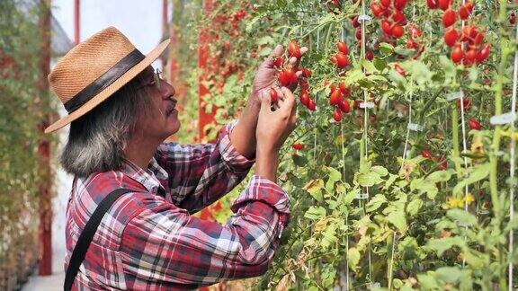 农工和一箱西红柿在前面工作收获西红柿在温室