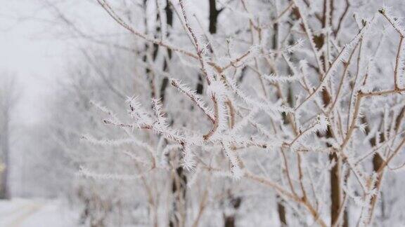 雪在森林里的冷杉树枝上Vercion2