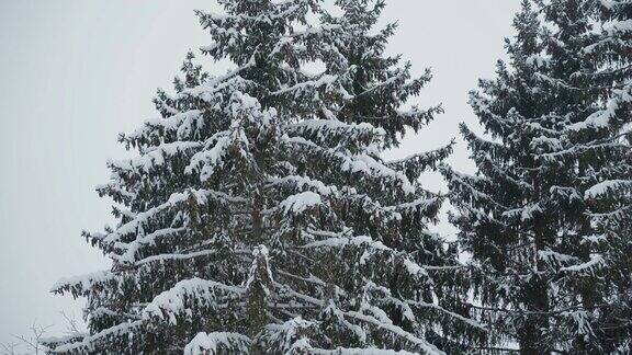 爱沙尼亚高大的松树被白雪覆盖