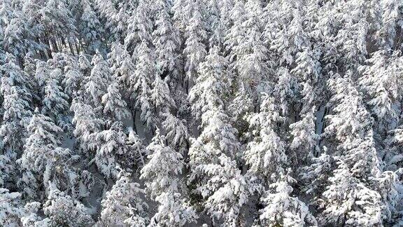 在一个阳光明媚的日子里飞过冬天松树林的积雪树梢