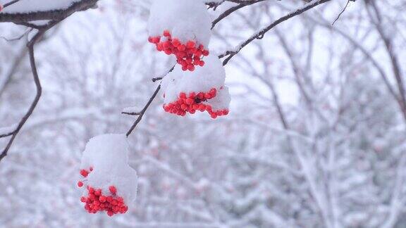 雪覆盖的日本花楸浆果