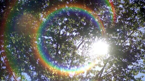 热带雨林的树木与彩虹闪耀