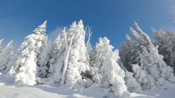 在阳光明媚的冬日森林里的树木被冰雪覆盖